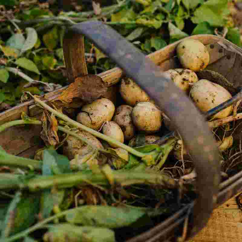 Homegrown veggies at The Farmhouse at Redcoats (1)