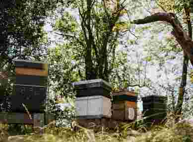 Beehives at The Farmhouse at Redcoats