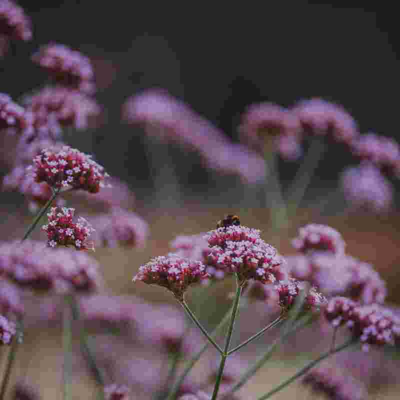 Wildlife at The Farmhouse at Redcoats