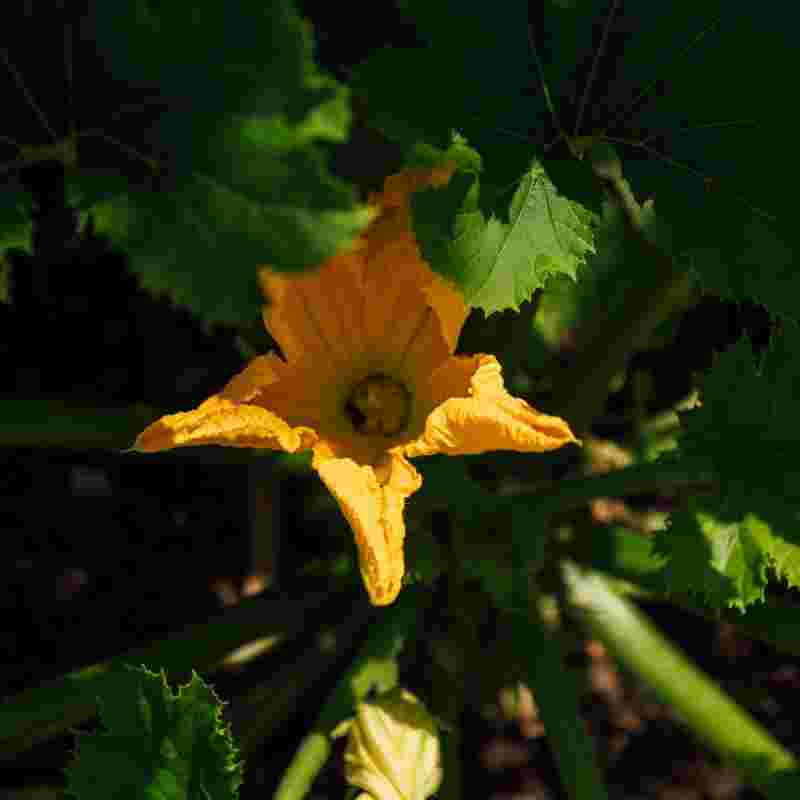 No-dig garden at The Farmhouse at Redcoats (1)