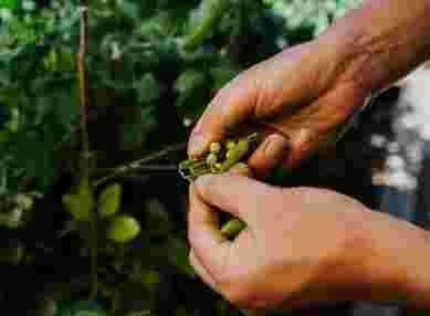 Homegrown veggies at The Farmhouse at Redcoats